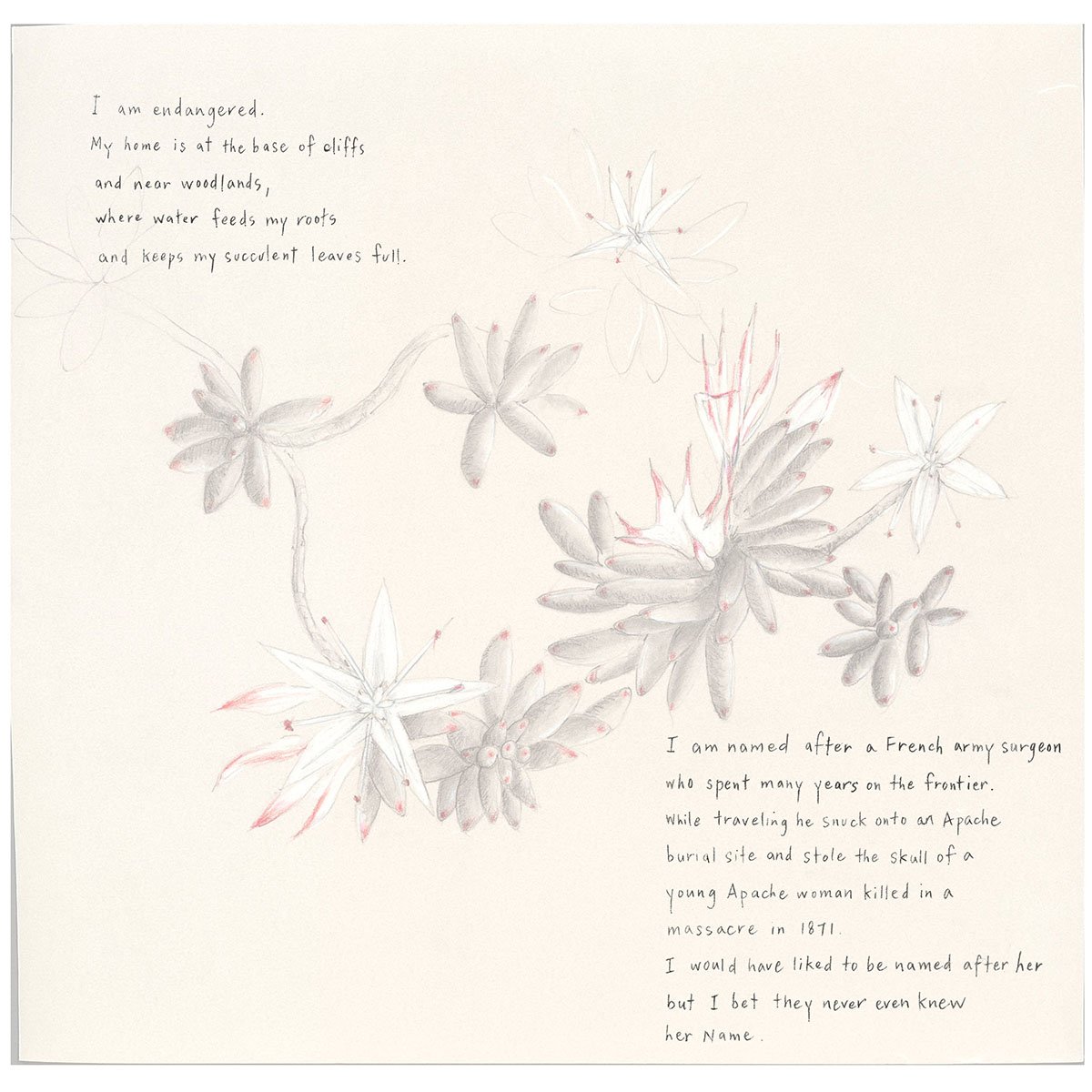 havard stonecrop