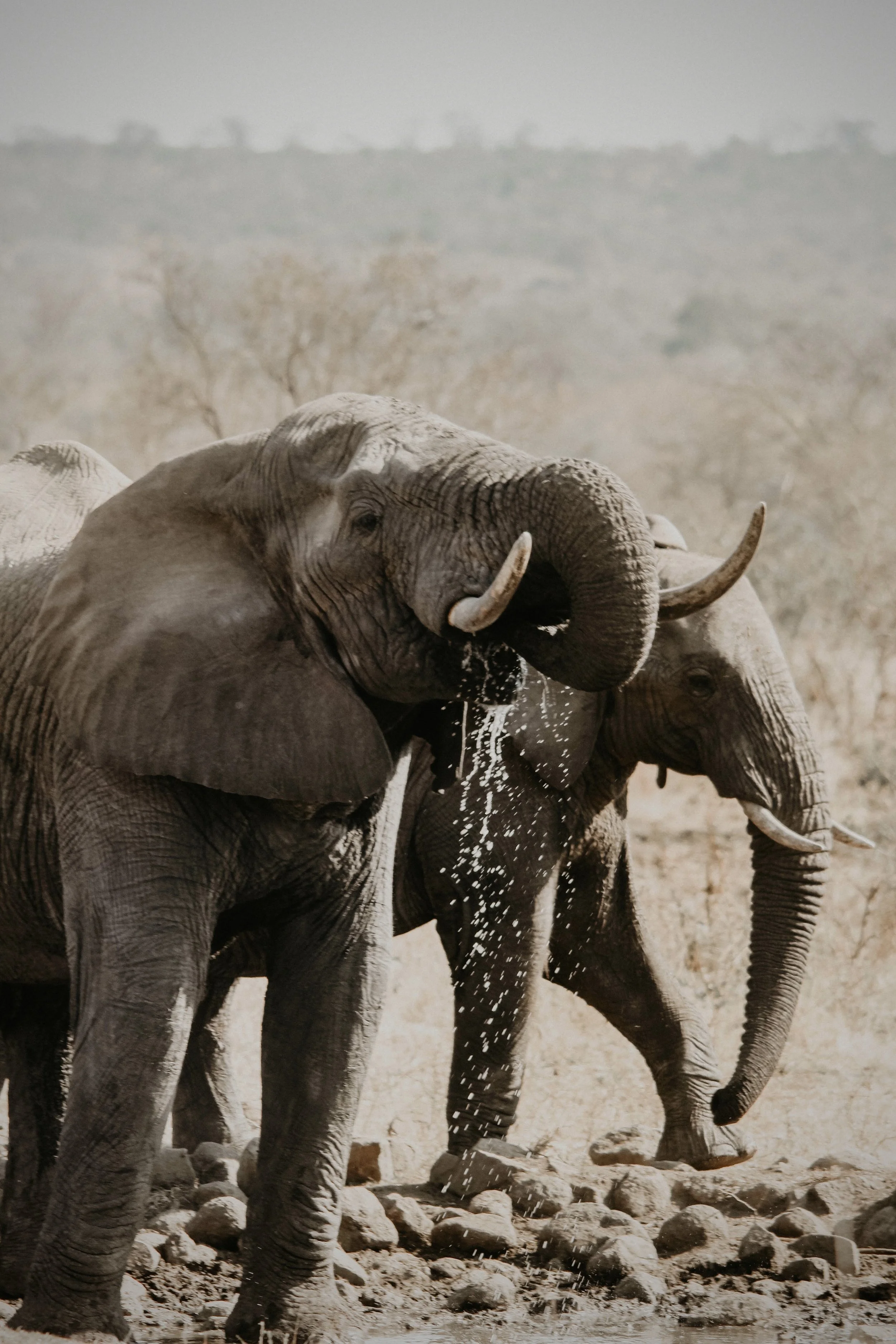 Three elephants walking in a dry, rocky landscape, with the middle elephant spraying water with its trunk.