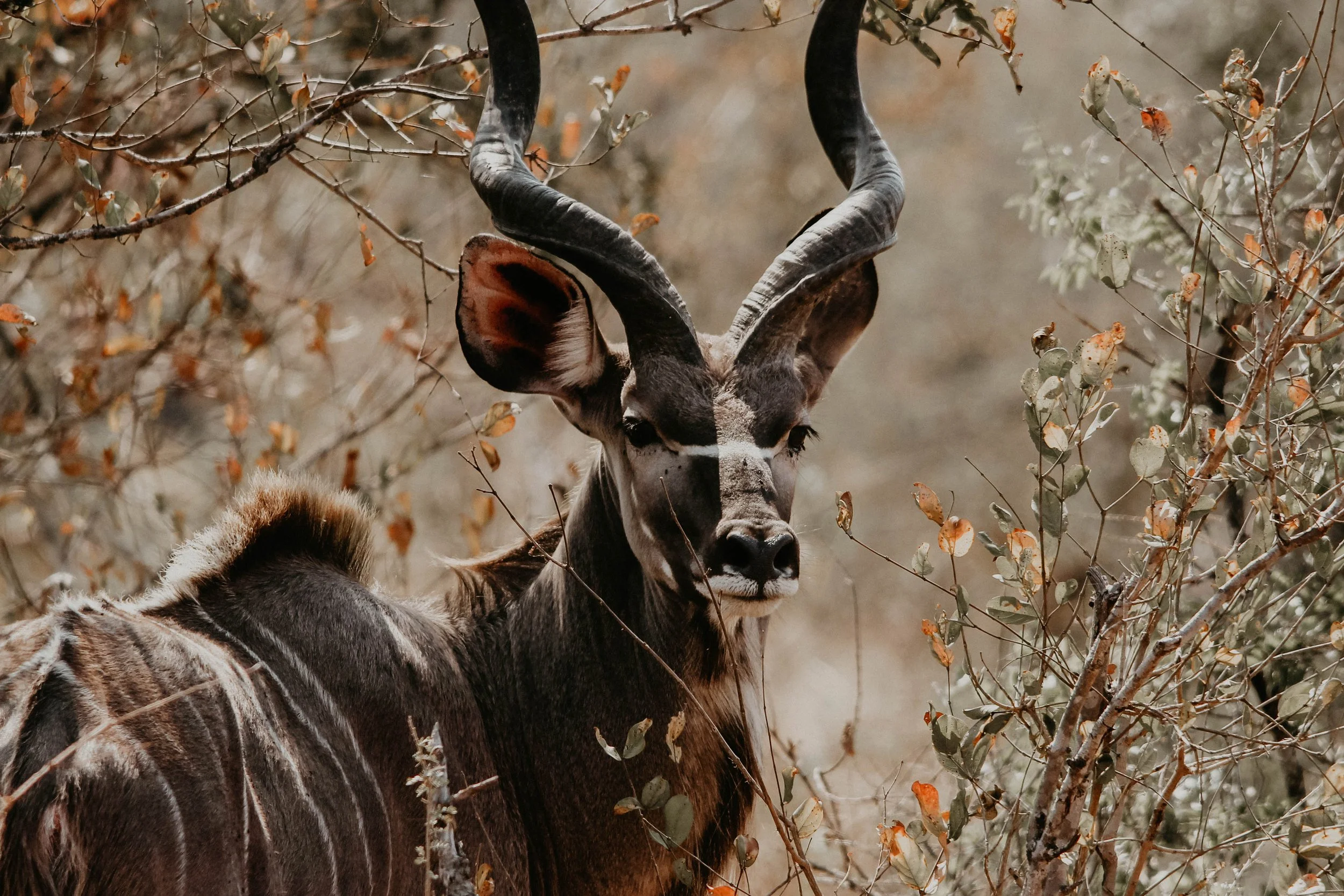 A close-up of a kudu antelope with large twisted horns, standing among dry bushes in a natural environment.