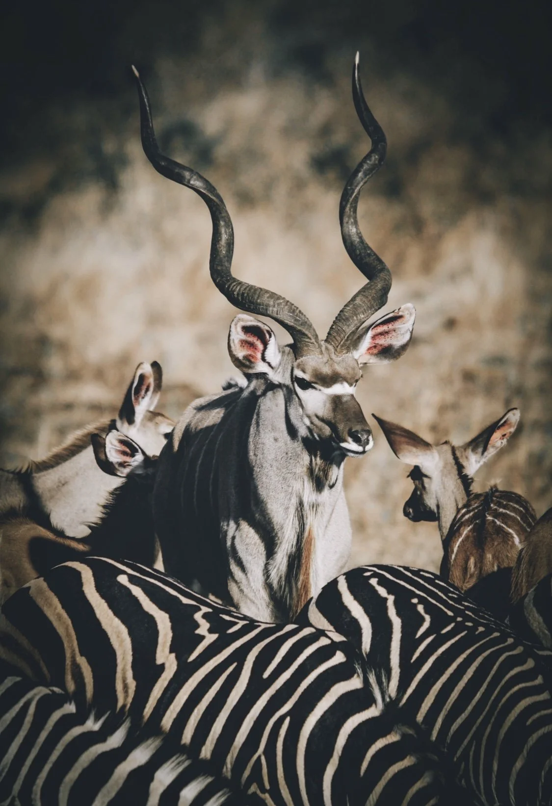 Group of animals including a kudu with twisted horns, zebras, and other antelopes.