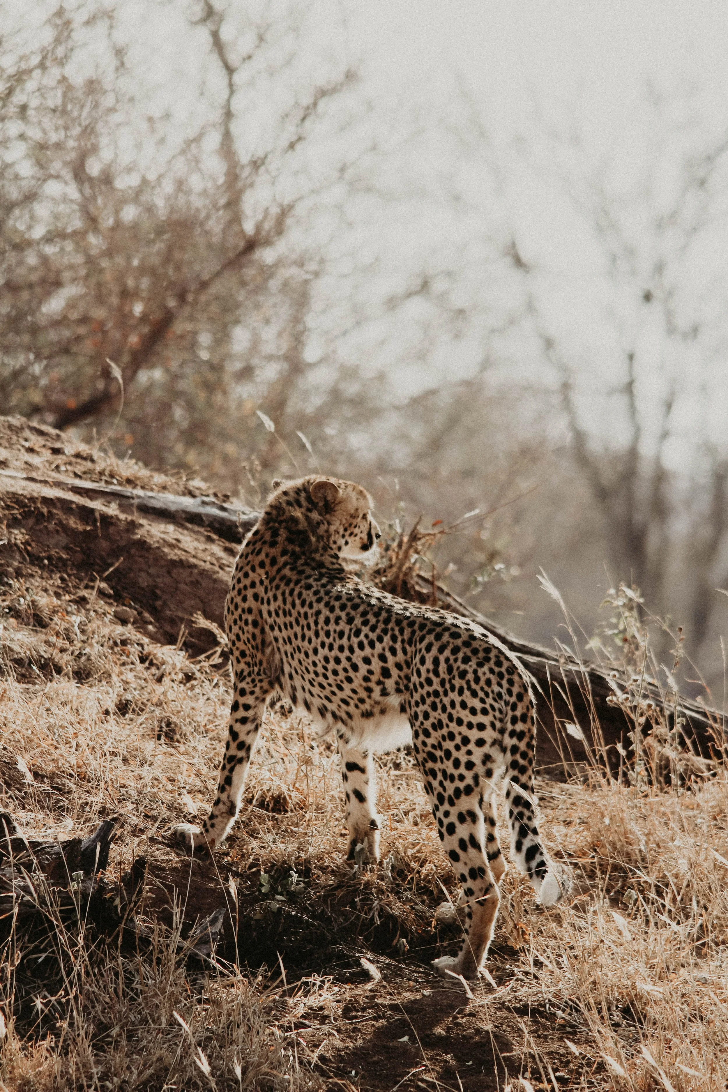 Two cheetahs walking through dry grass and trees in a natural habitat.