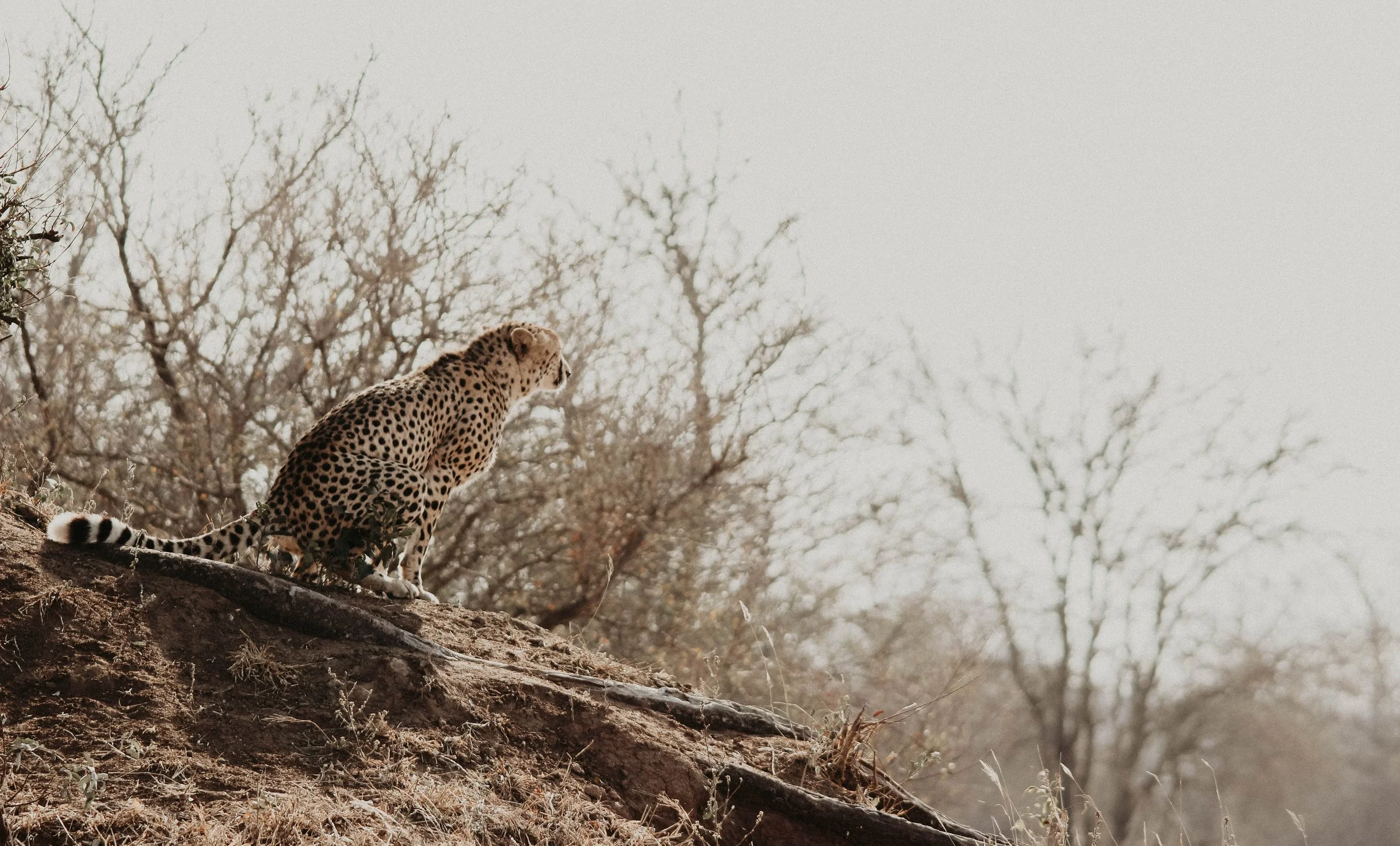 A cheetah sitting on a dirt hill with leafless trees in the background.