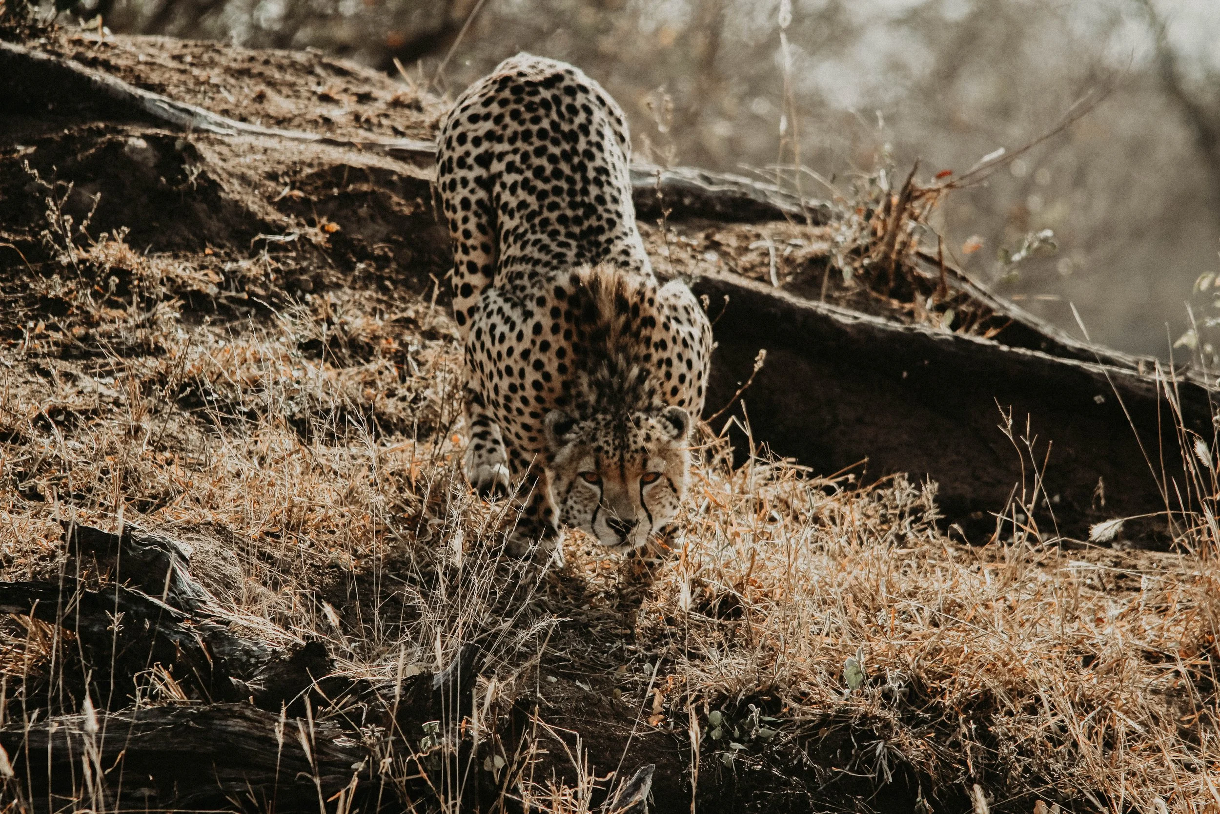 A cheetah walking through dry grass and fallen branches.