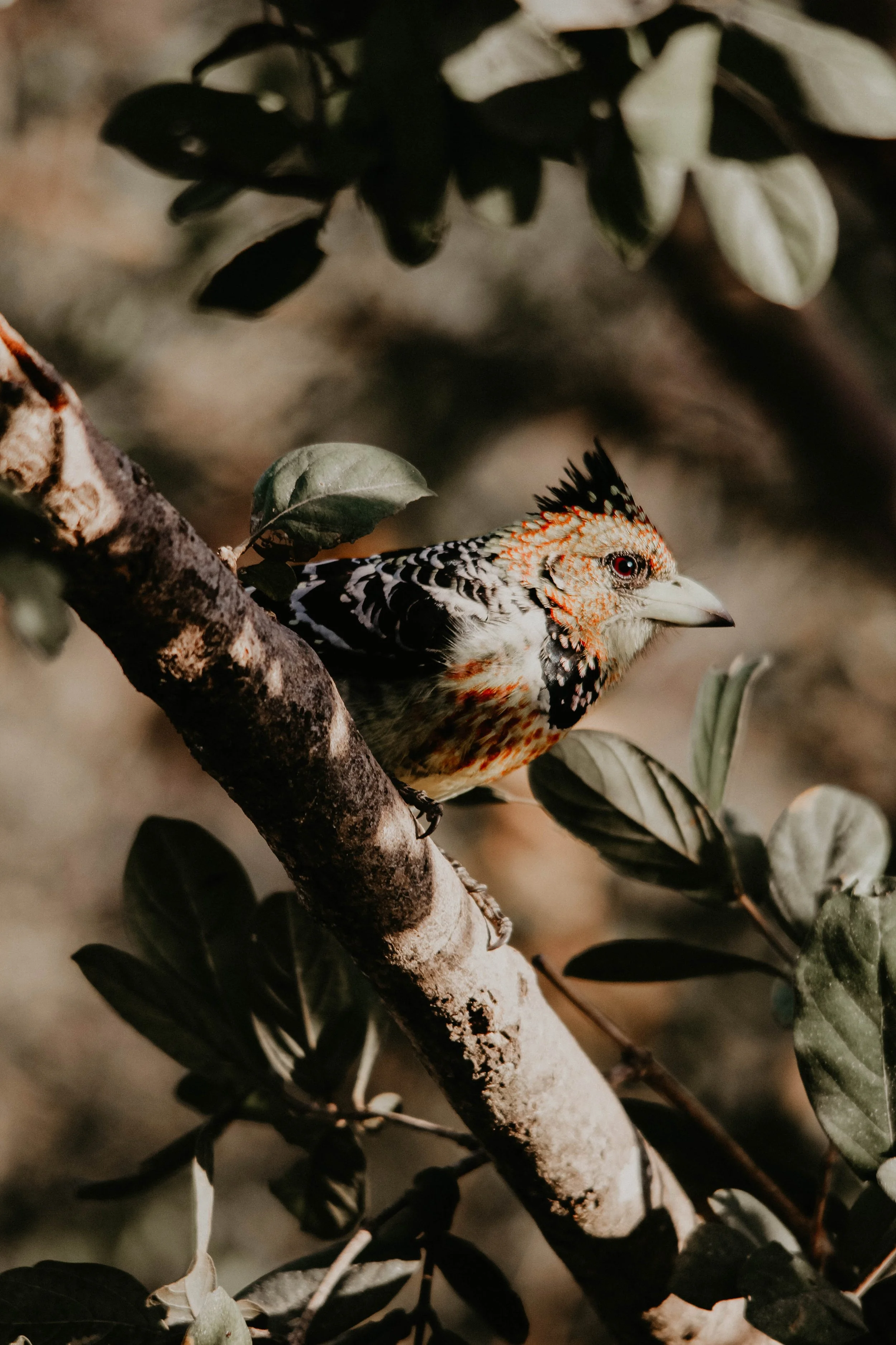 Colorful bird with orange, black, and white feathers perched on a branch among green leaves.
