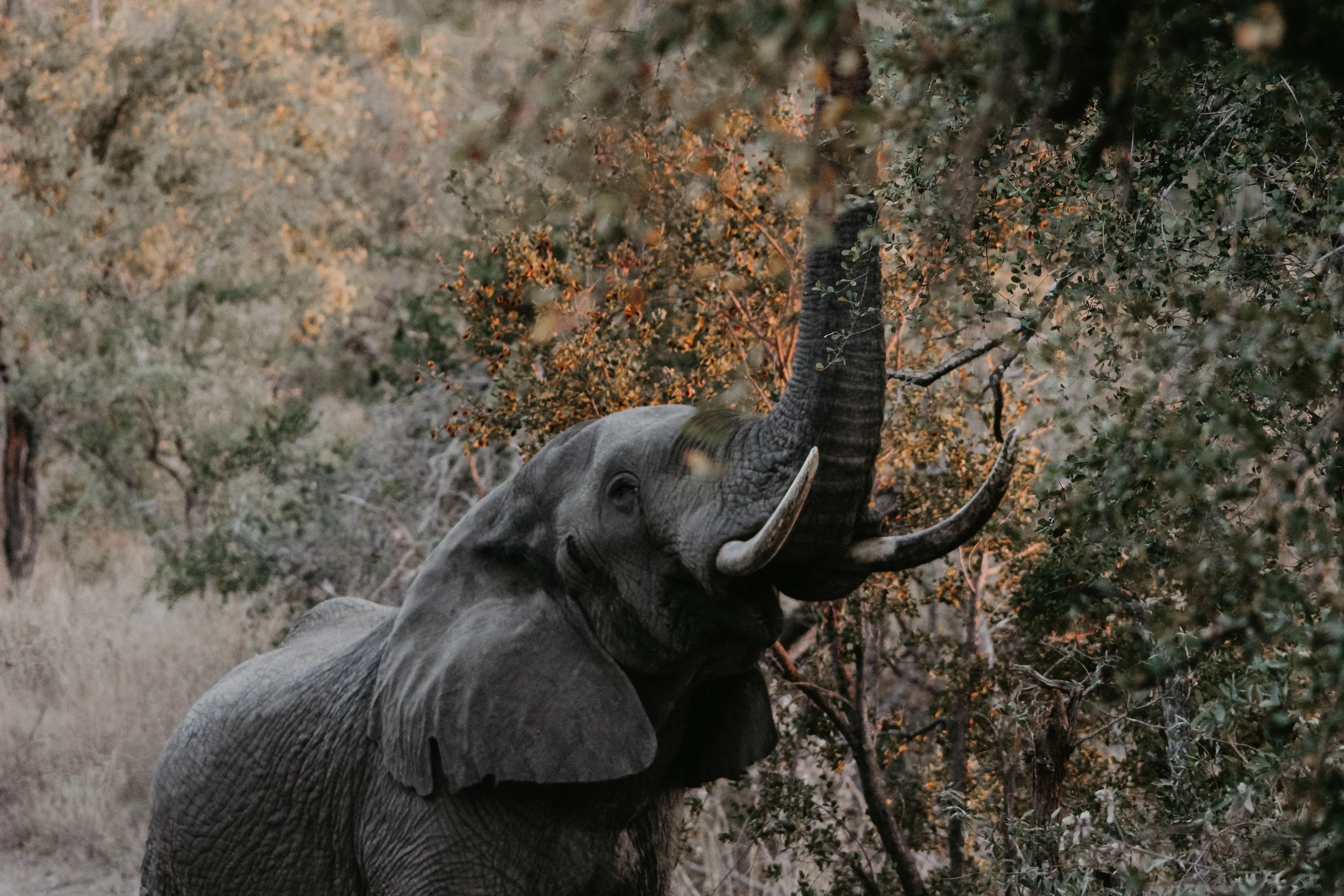 An elephant reaching up to eat leaves from a tree in a natural habitat.
