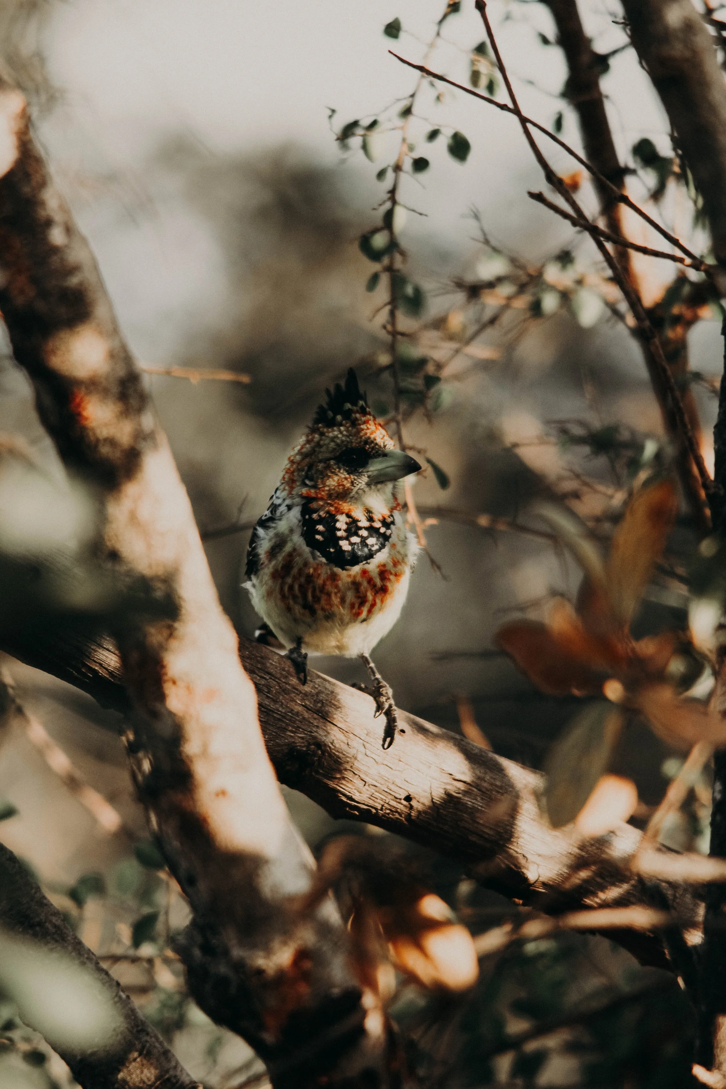 A small bird with colorful, speckled feathers perched on a tree branch surrounded by leaves and branches.
