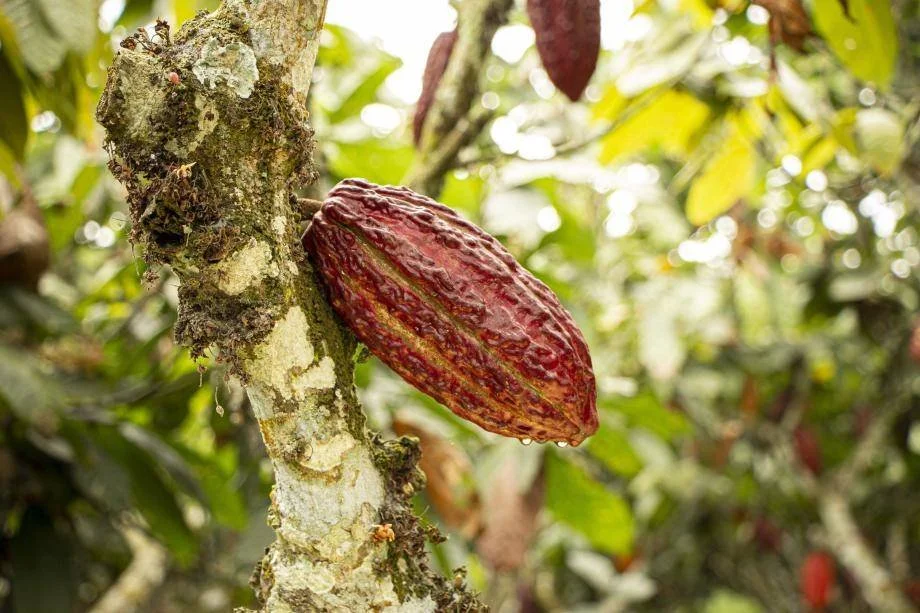 Cacao Fruit Box