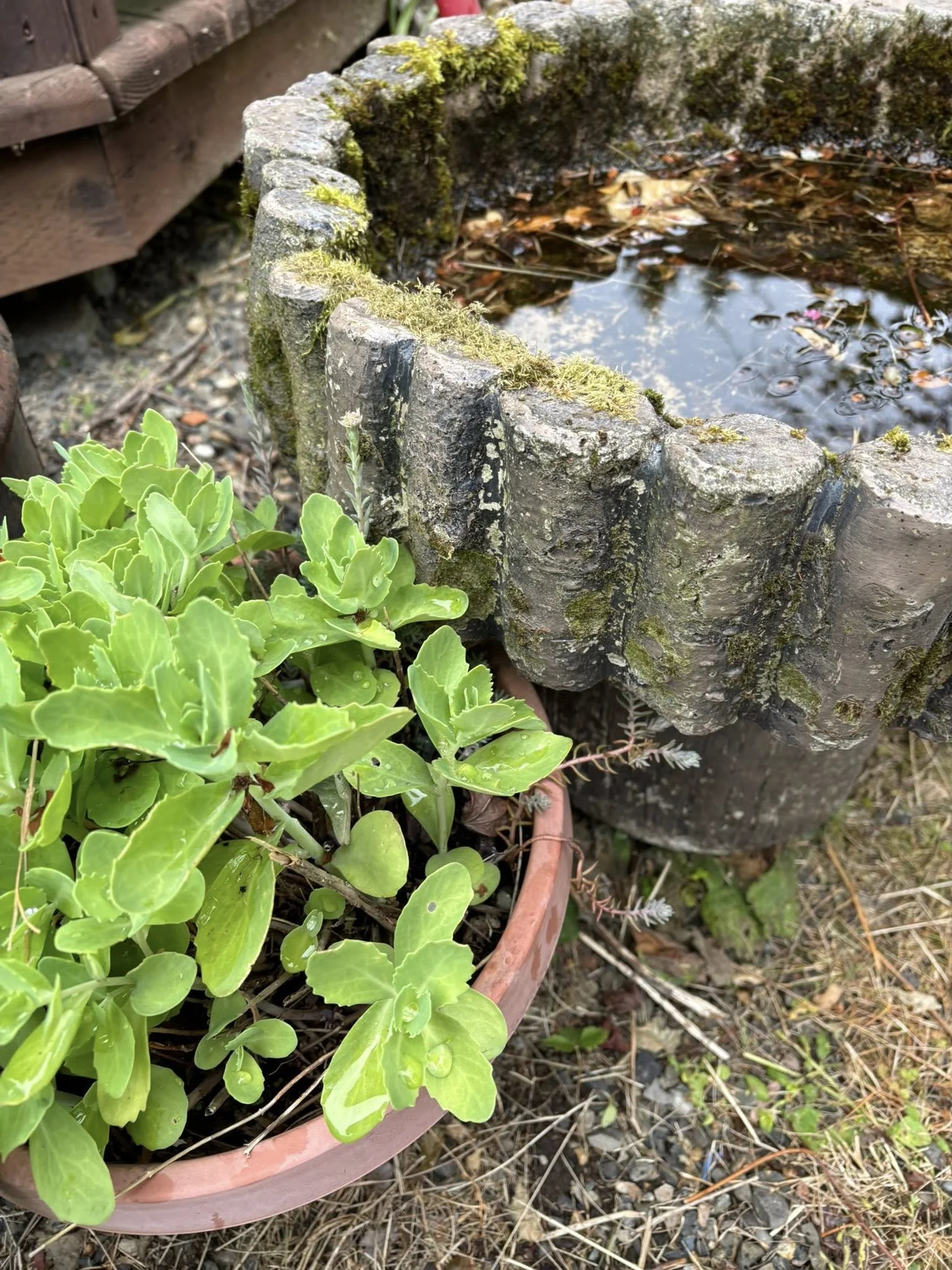 vernonia333.jpg