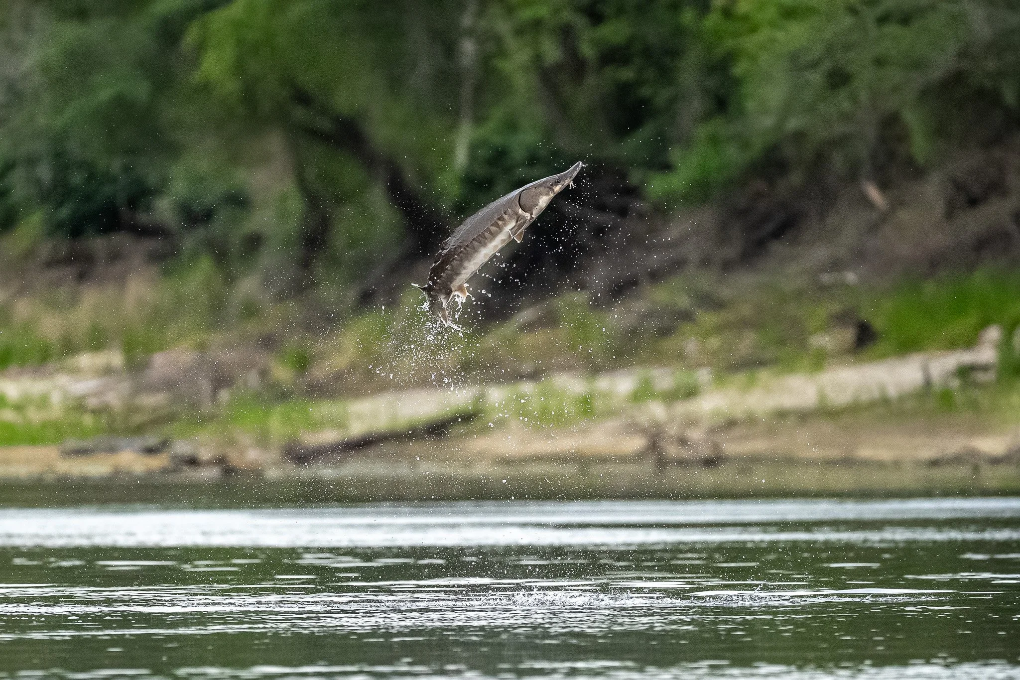_DSC9101.jpg