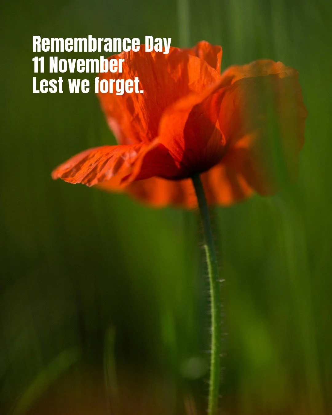 Remembrance Day
Today, we pause to honour the courage, service, and sacrifice of all who have served and continue to serve our country.

At 11am, we remember them.
Lest we forget.