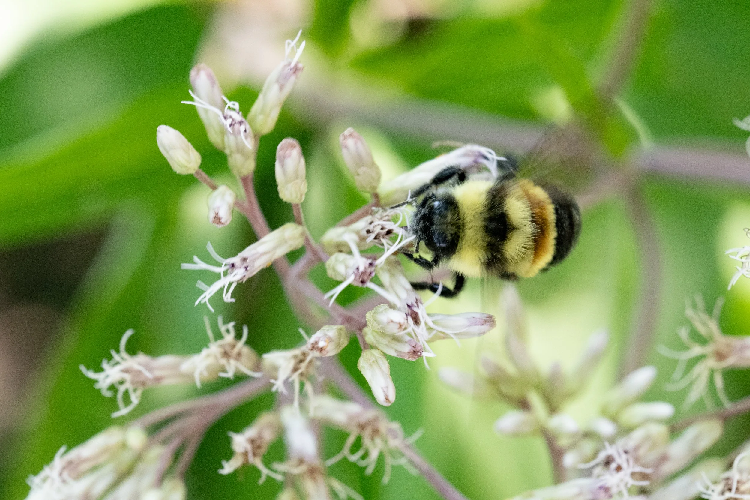Rusty Patched bumblebee on Joe bye weed