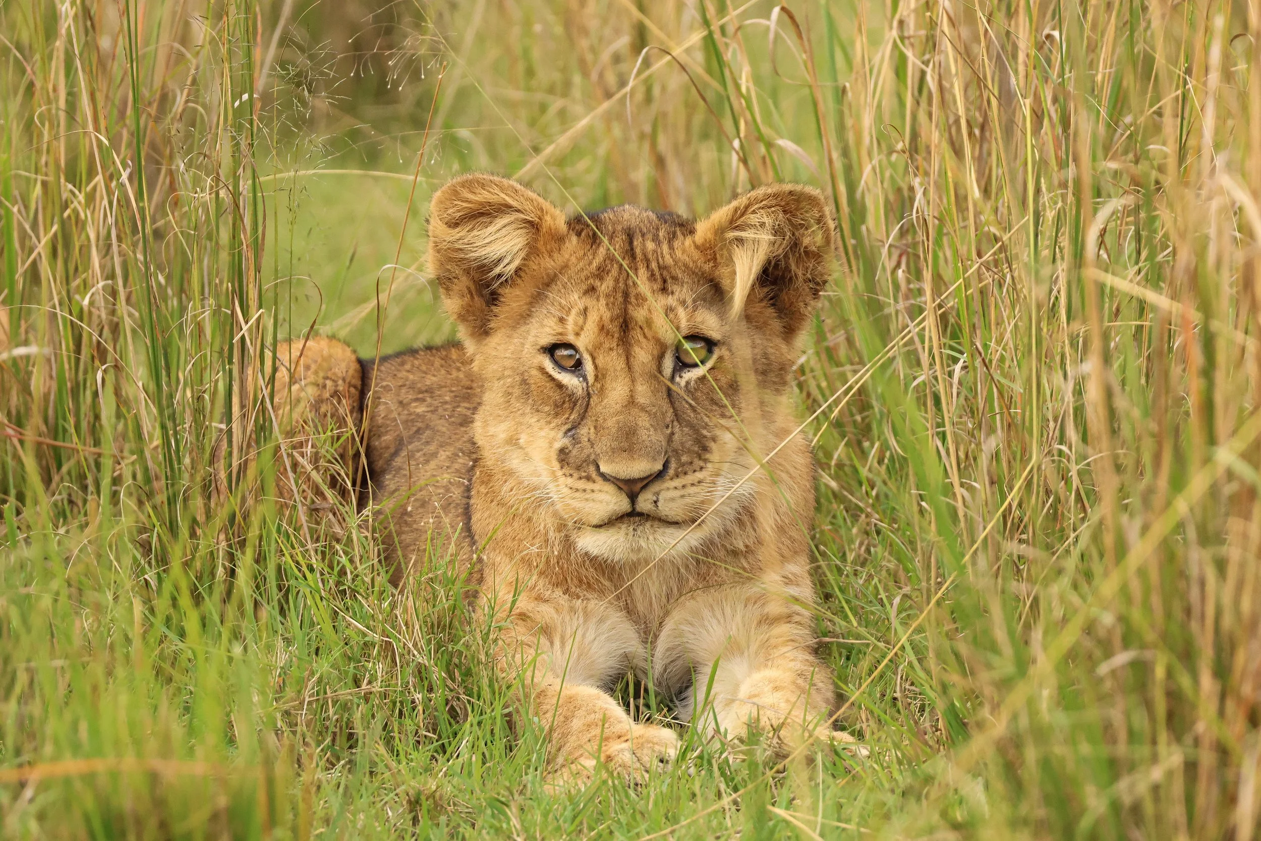 12-396A2156 copy.jpg