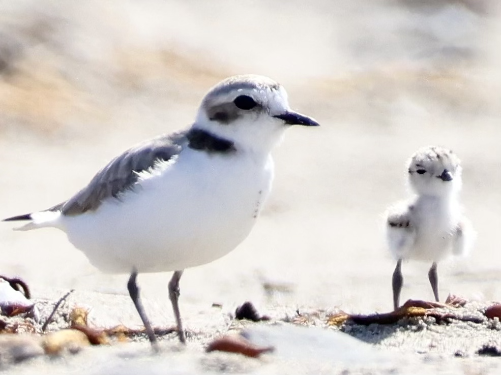 Snowy Plover