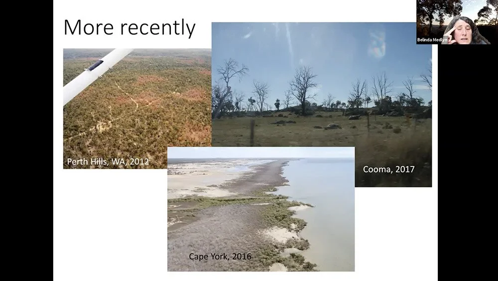 The Dead Tree Detectives: Replanting After Fires