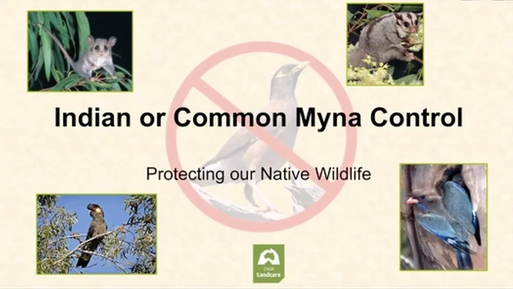 BACKYARD BULLIES BEWARE: Controlling the Invasive Indian Myna Bird