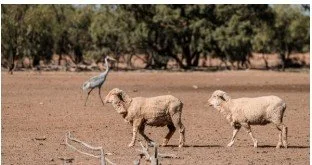 Drought support increased for farmers across affected areas