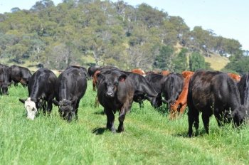 Fine tuning grazing management