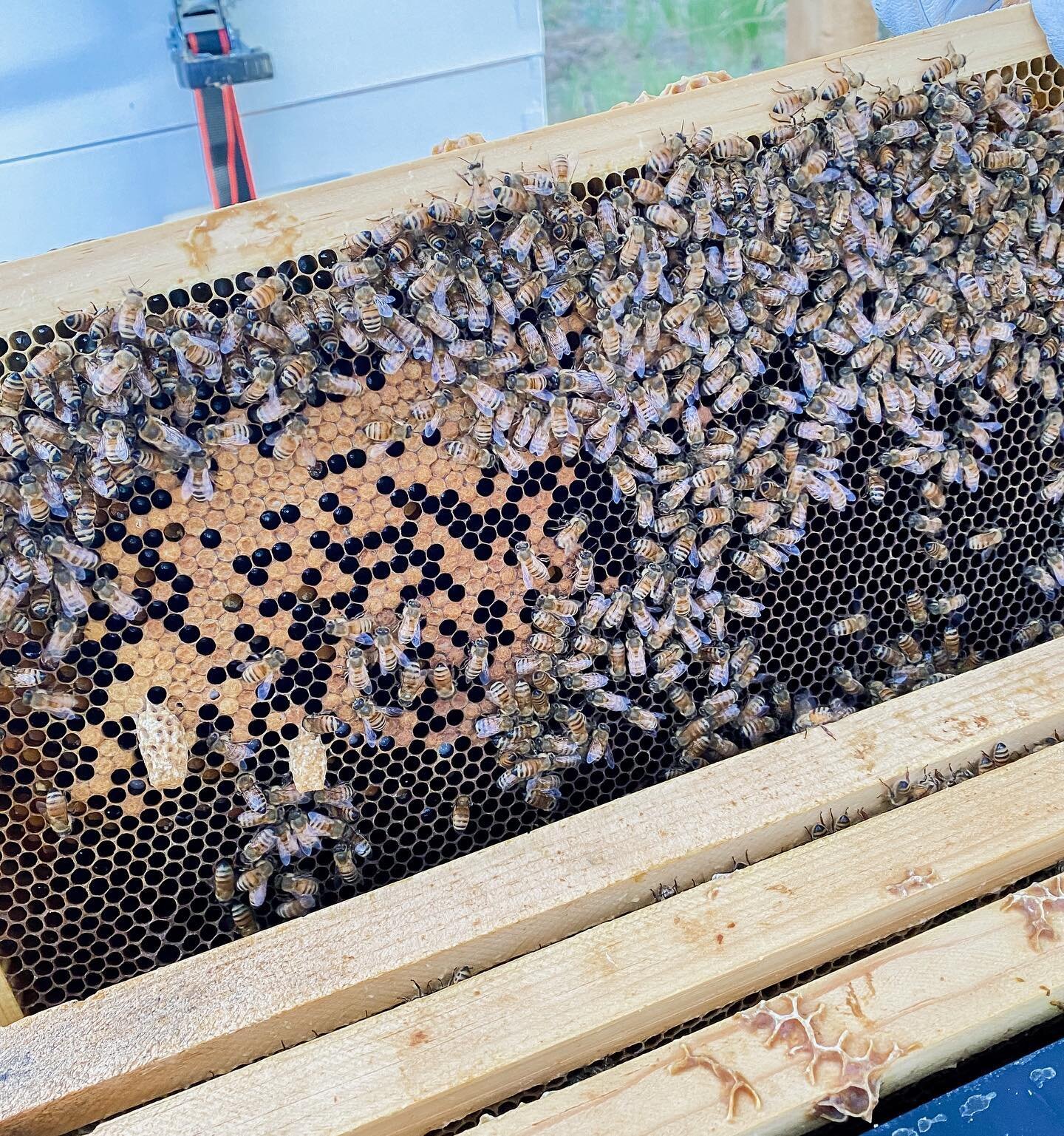 We found a couple of queen cells at our last hive check!
&bull;
&bull;
&bull;
#beekeeping #beekeepers #bees #honeybees #lavenderfarm #discover #sidehustle #physicianassistantowned #healthcare #optoutdoors #nature #coloradobeekeeping #supportsmallbusi