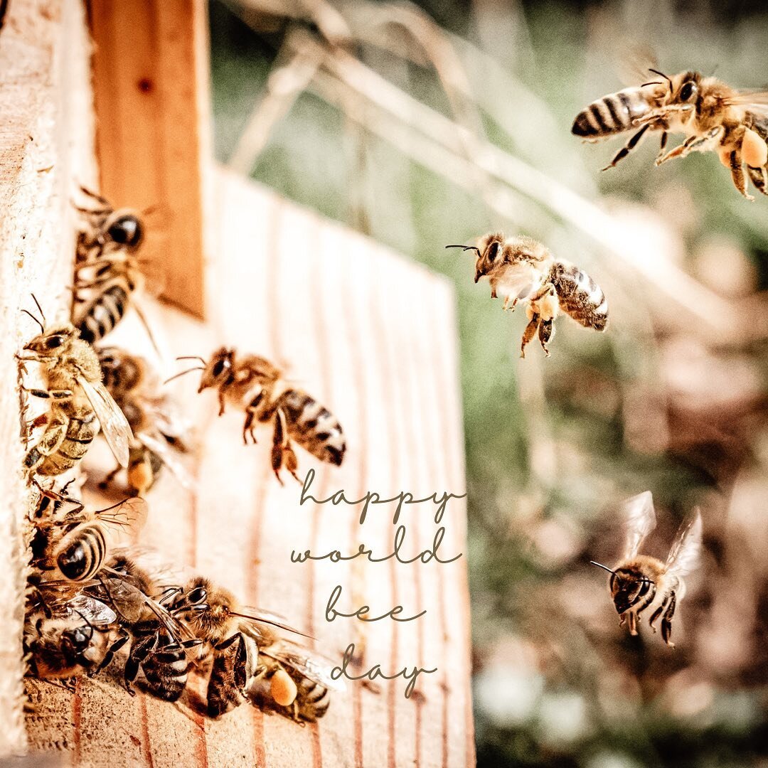 Happy World Bee Day! Did you know that if bees died, humans would have about 4 years to live? Save the bees, people! 
&bull;
&bull;
&bull;

#beekeeping #beekeepers #bees #honeybees #lavenderfarm #discover #sidehustle #physicianassistantowned #healthc