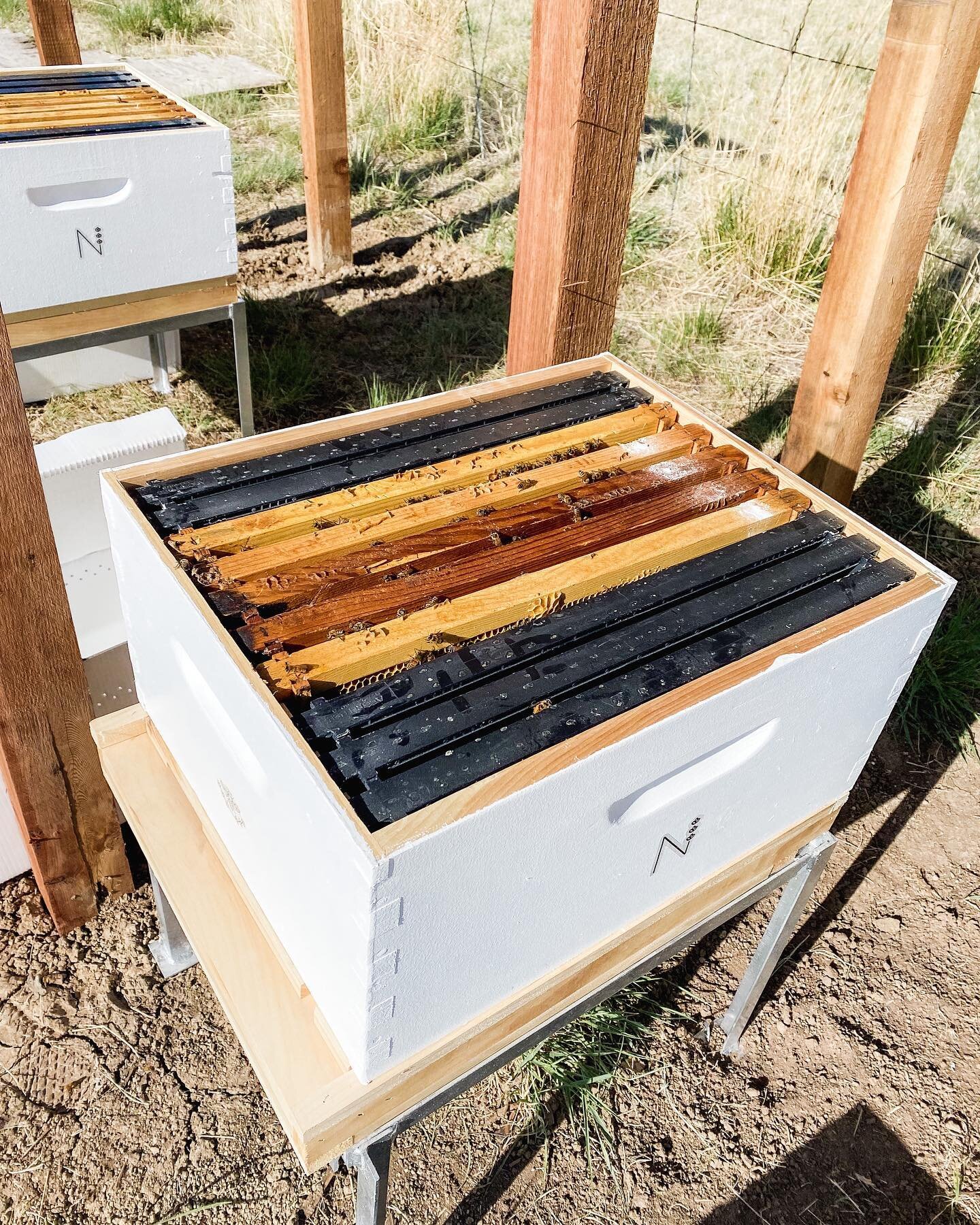 We still can&rsquo;t believe they&rsquo;re finally here! Get ready for some Grade A (or should I say &ldquo;Bee?!&rdquo;) content coming your way! 
&bull;
&bull;
&bull;
#beekeeping #beekeepers #bees #honeybees #lavenderfarm #discover #sidehustle #phy