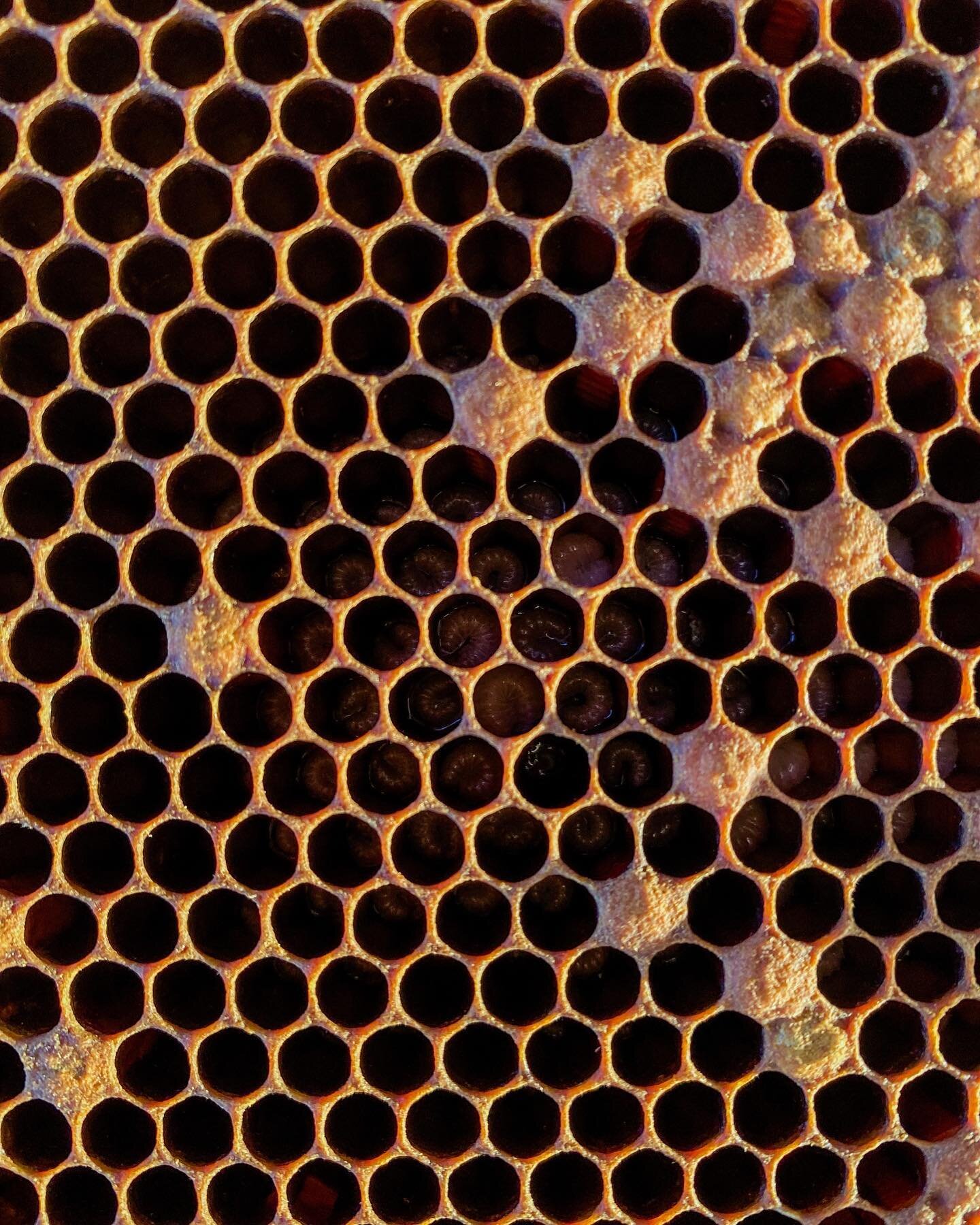 Trypophobia, anyone? 
P.S. peep the bee larvae&hellip;
&bull;
&bull;
&bull;
#beekeeping #beekeepers #bees #honeybees #lavenderfarm #discover #sidehustle #physicianassistantowned #healthcare #optoutdoors #nature #coloradobeekeeping #supportsmallbusine