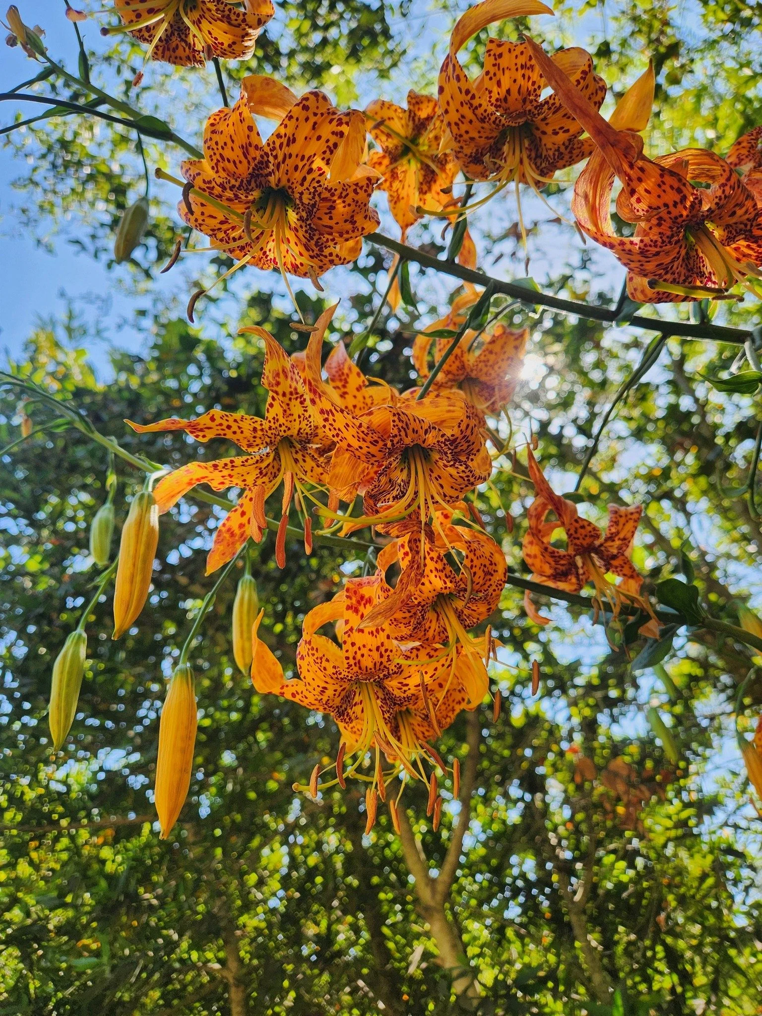 Leopard lilies overlook a path in the Santa Barbara Botanic Garden