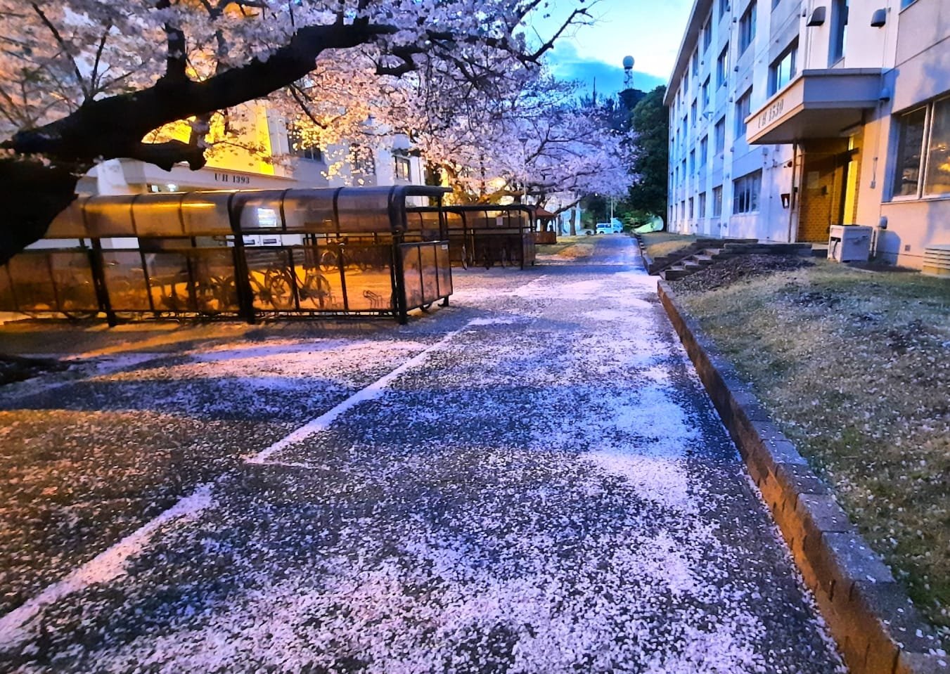 Sakura trees shedding their petals to form a soft pink carpet on a Yokosuka Naval Base path