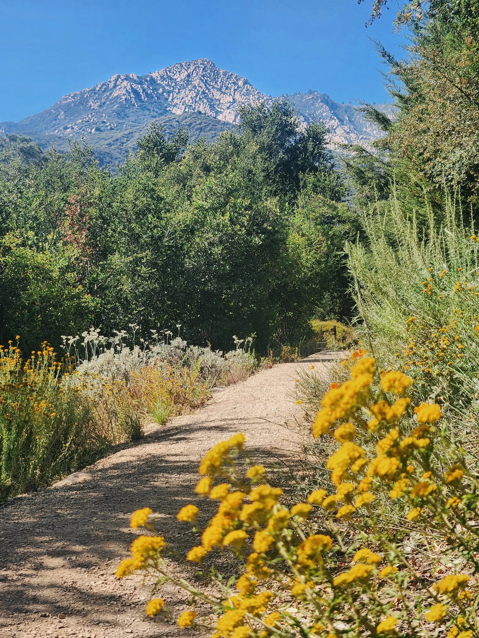 A view of the Santa Ynez Mountains from the Santa Barbara Botanic Garden