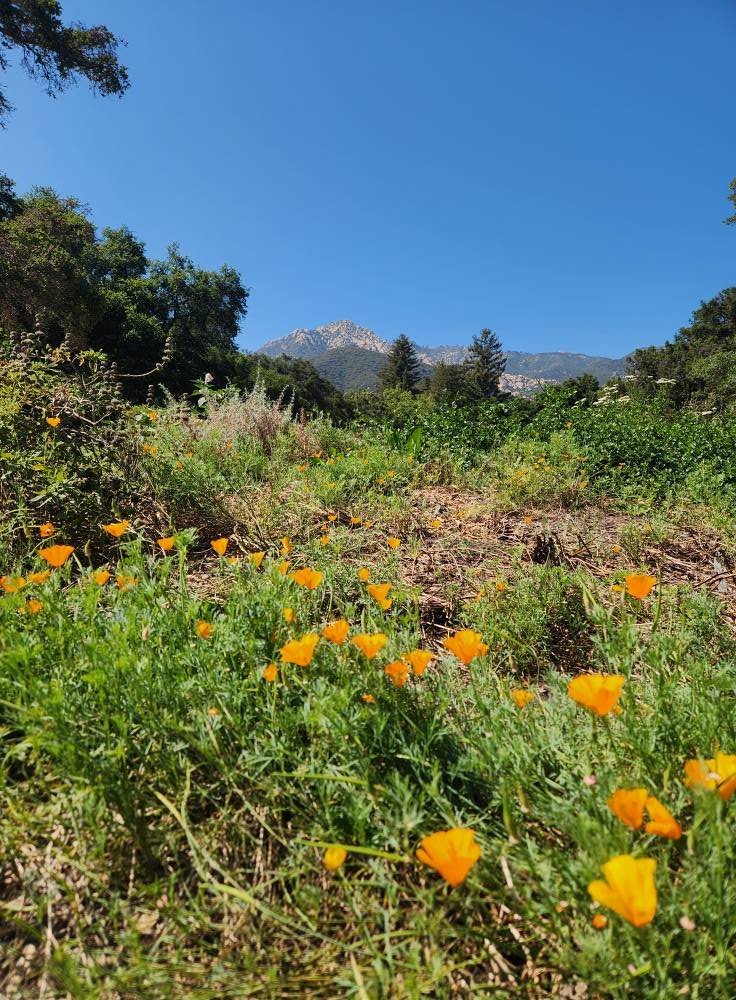 A meadow in the Santa Barbara Botanic Garden