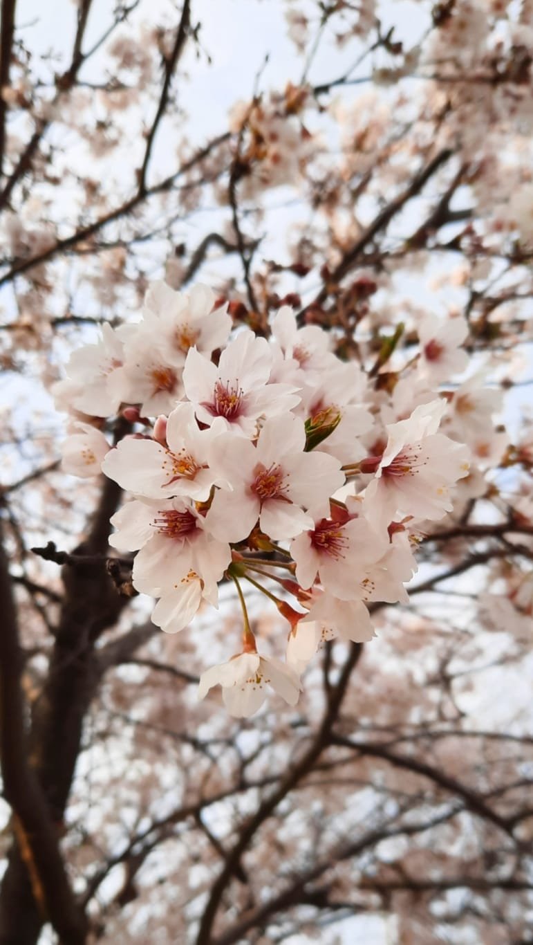 Japanese cherry blossoms