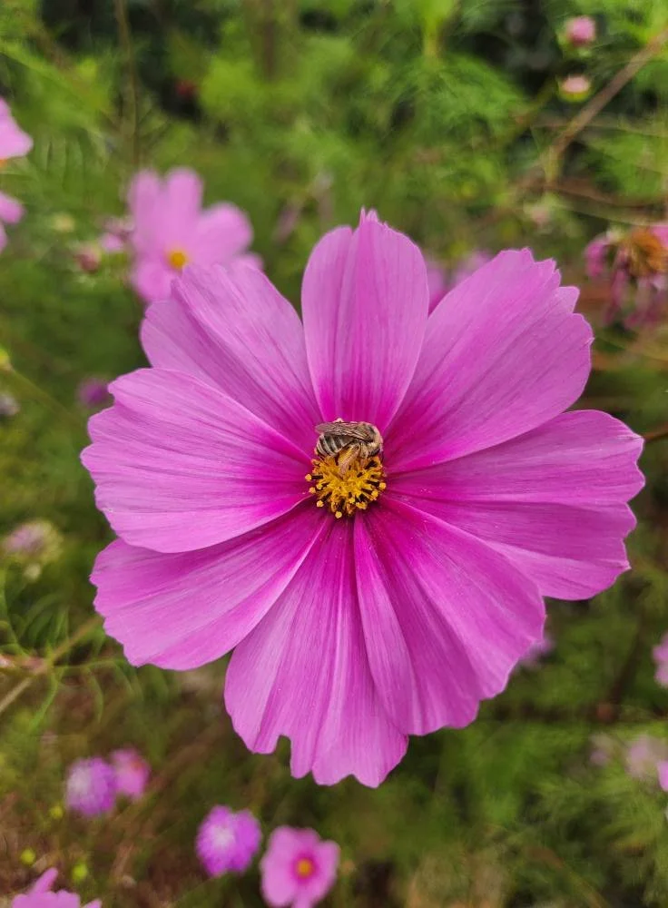 A bee tends to a bright pink bloom