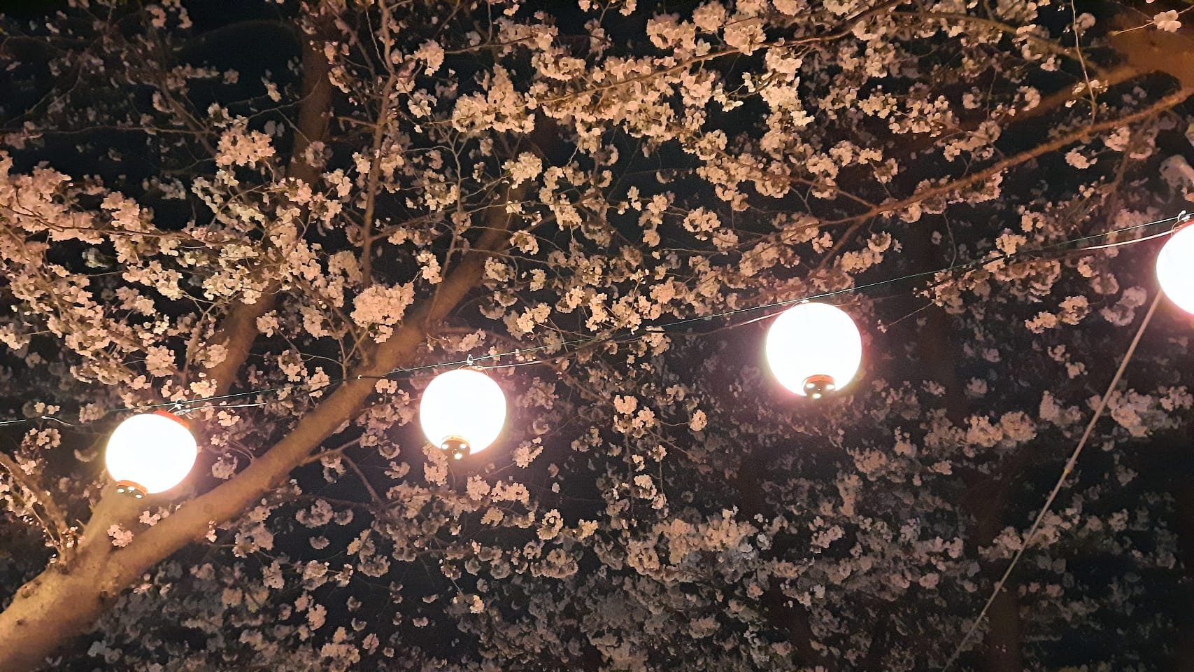 Japanese cherry blossoms illuminated by lanterns during Yokosuka Naval Base's annual Japan-U.S. Friendship Yokosuka Spring Festival