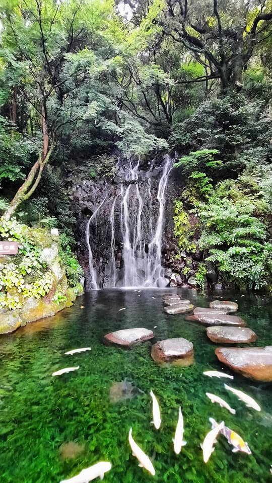 The tiny Tamasudare Falls spilling into a koi pond in Hakone