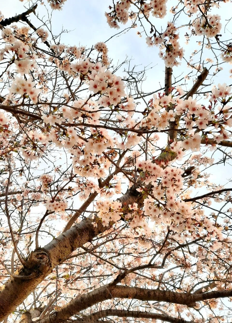 Japanese cherry blossoms
