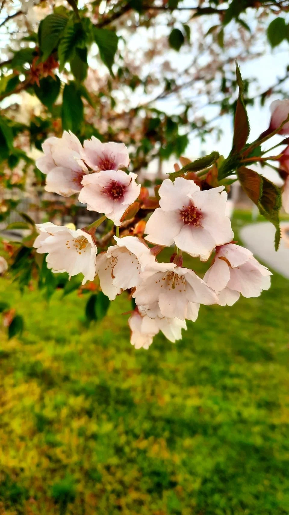 Delicate Japanese sakura blooms