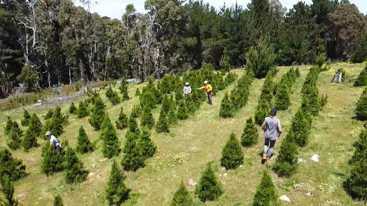 Services — Christmas Trees Co.