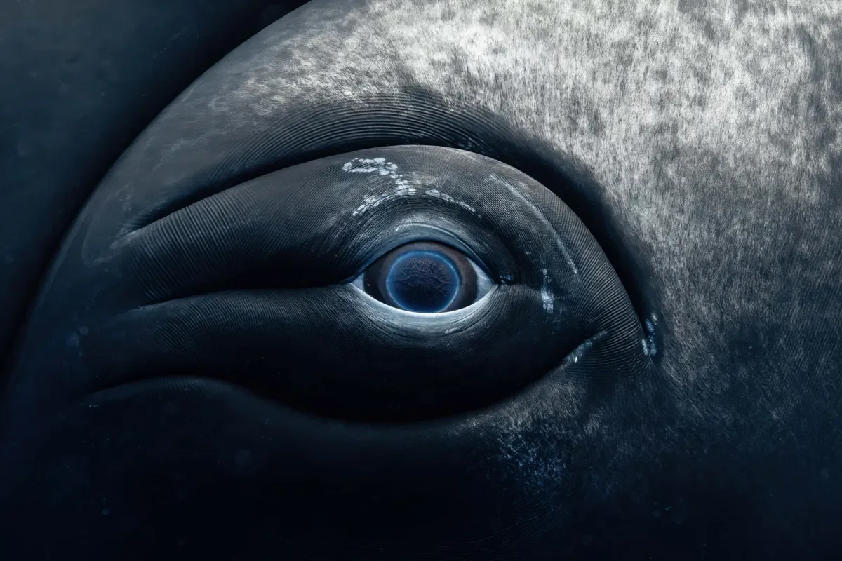 whale-eye-l.webp