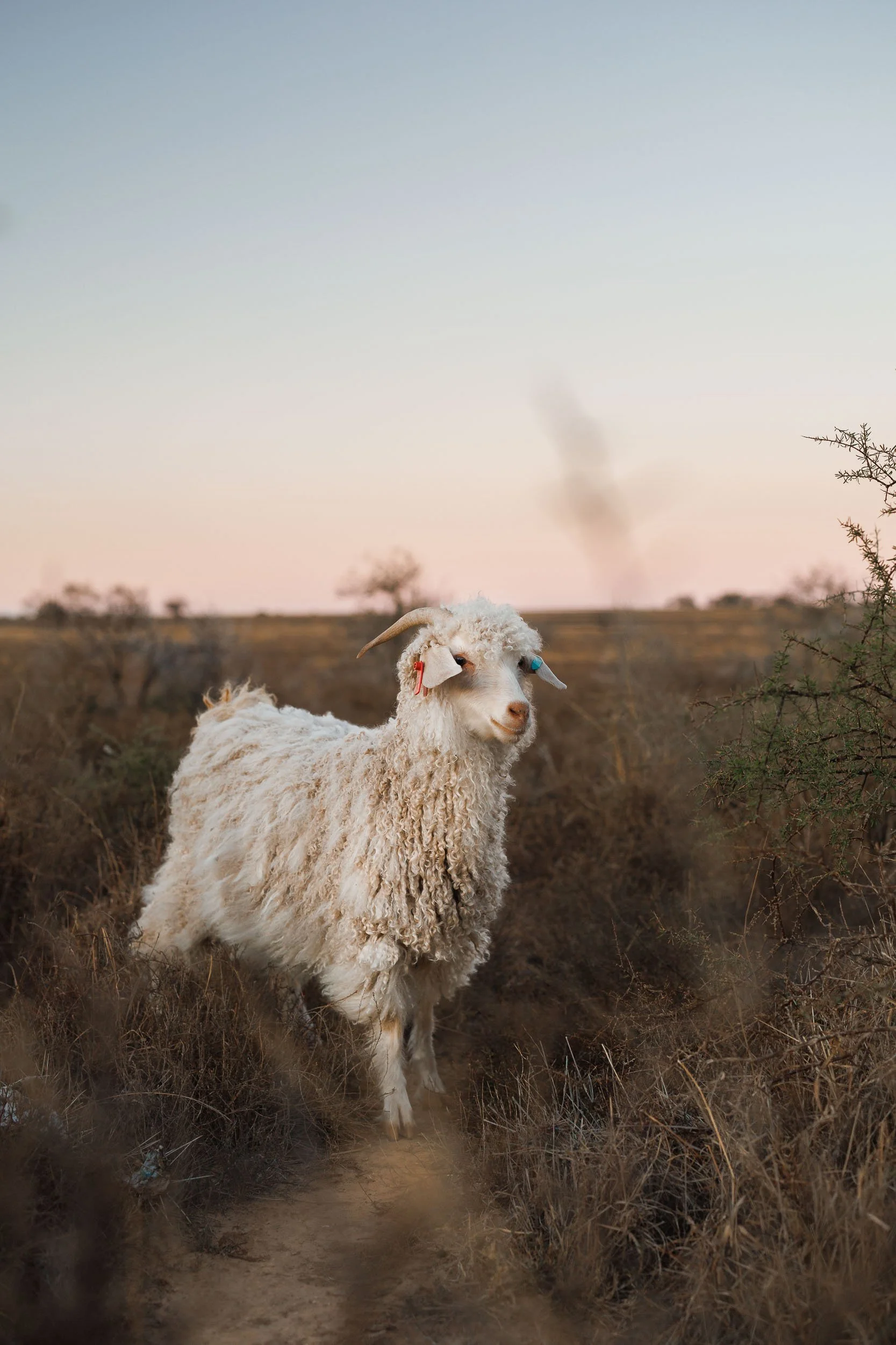 mohair-goats-msa-12.jpg