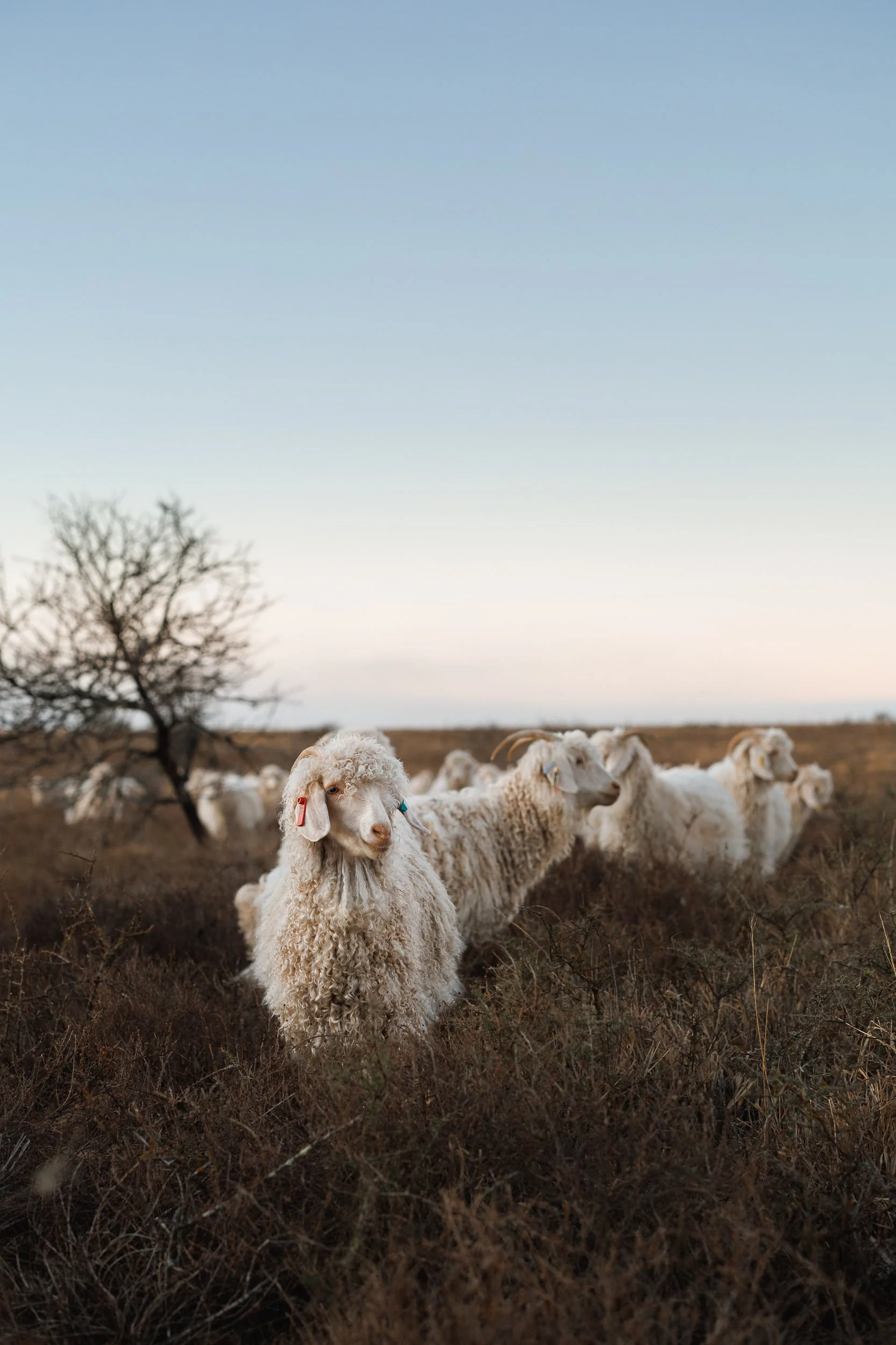 mohair-goats-msa-14.jpg