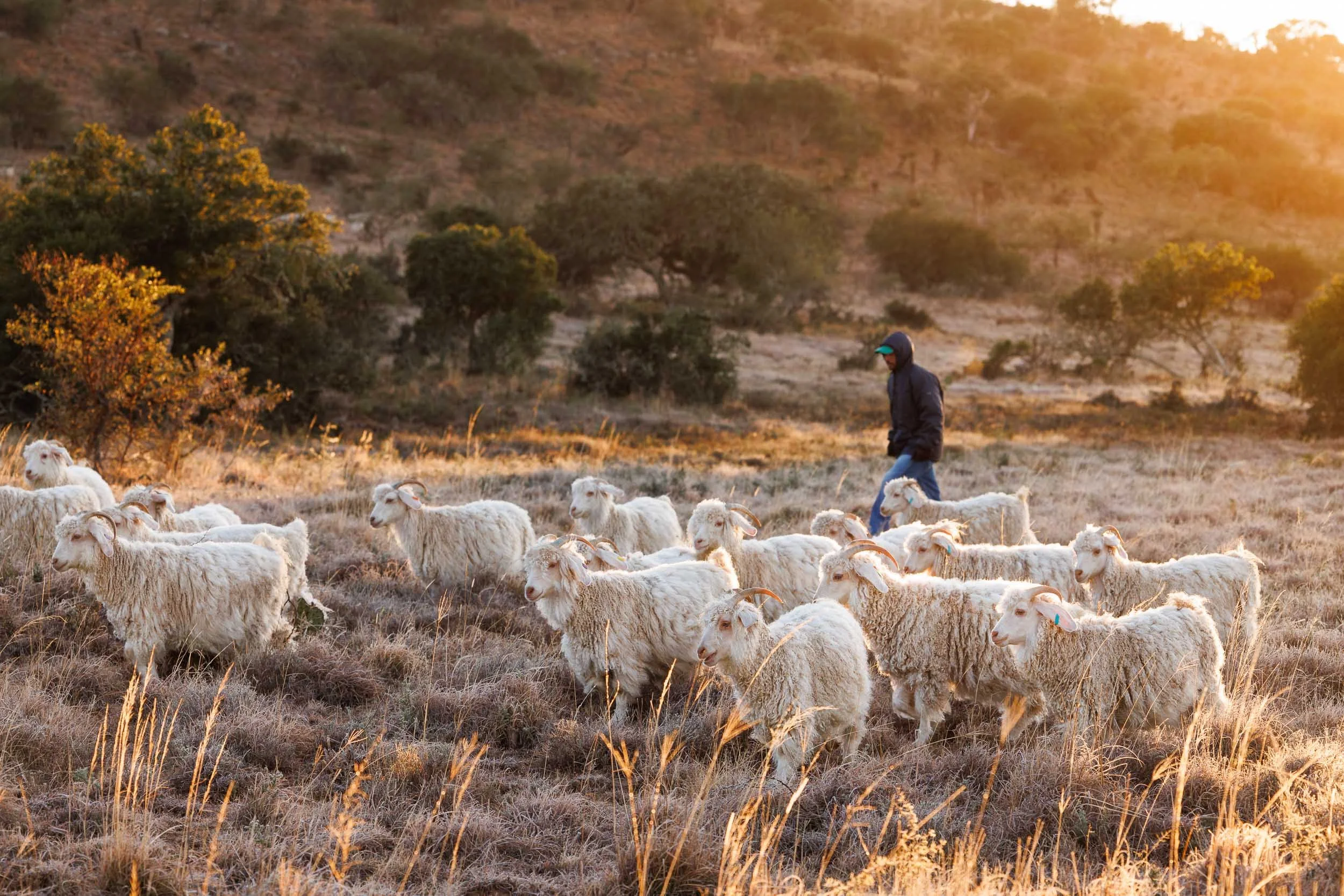mohair-goats-msa-16.jpg