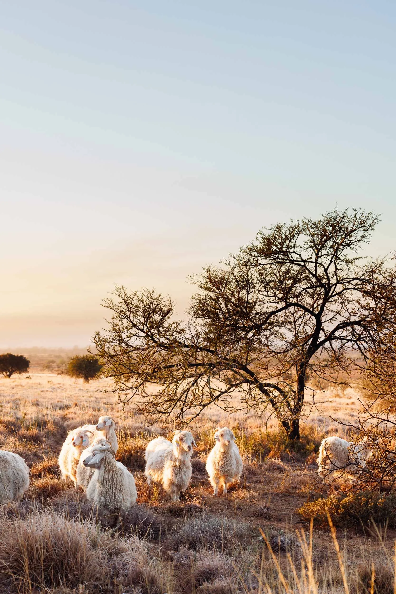 mohair-goats-msa-18.jpg