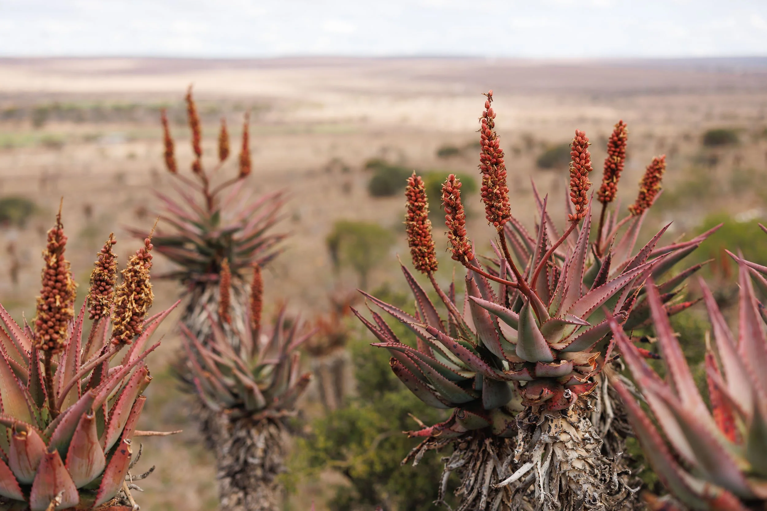 aloes in the Karoo South Africa — Ross Charnock Photography