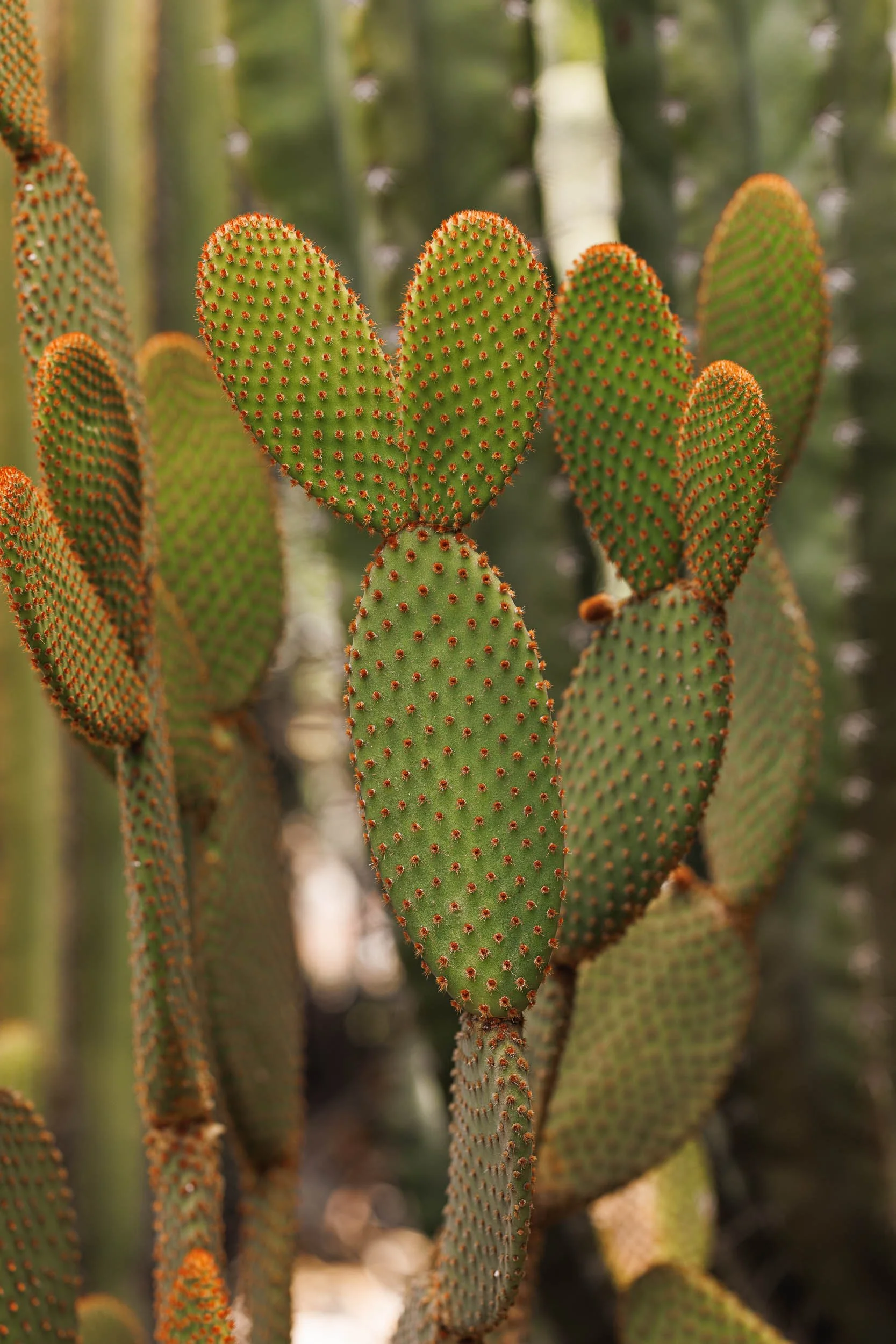 Close-up view of paddle-shaped green cactus pads with small red spines, outdoors on a sunny day.