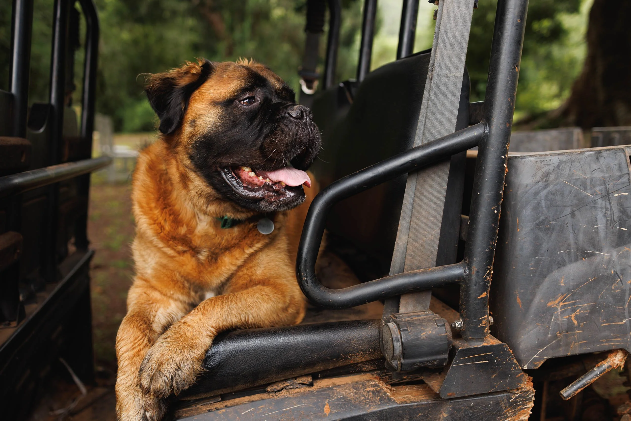 A large brown and black dog with a wrinkled face resting on a black seat behind a metal fence in a outdoor wooded area.
