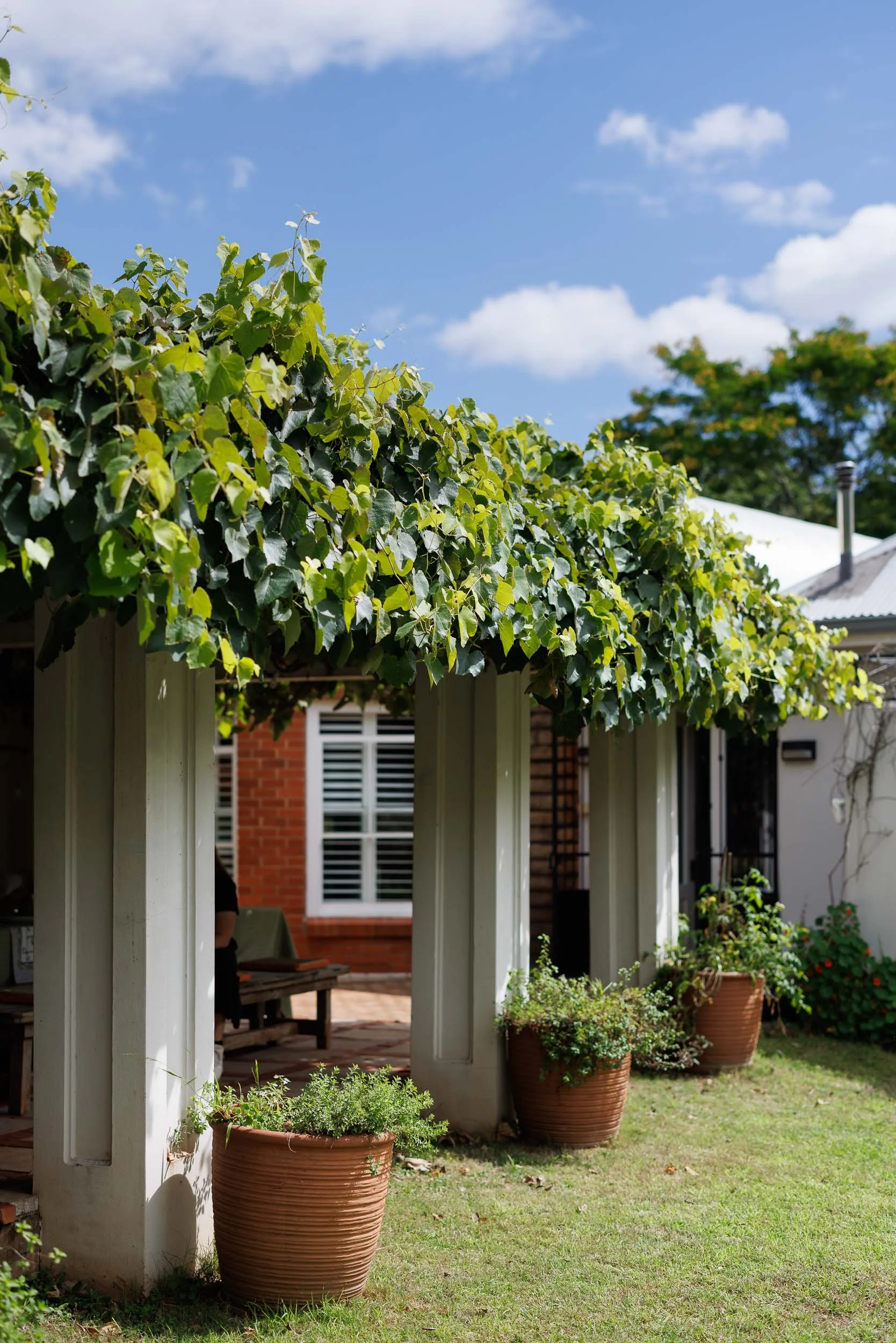A backyard with a white pergola covered with green ivy, large terracotta pots with plants, a well-kept lawn, and a brick house with a white window in the background; the sky is blue with some clouds.