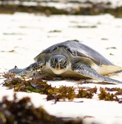 Local Ocean Conservation pictures & video