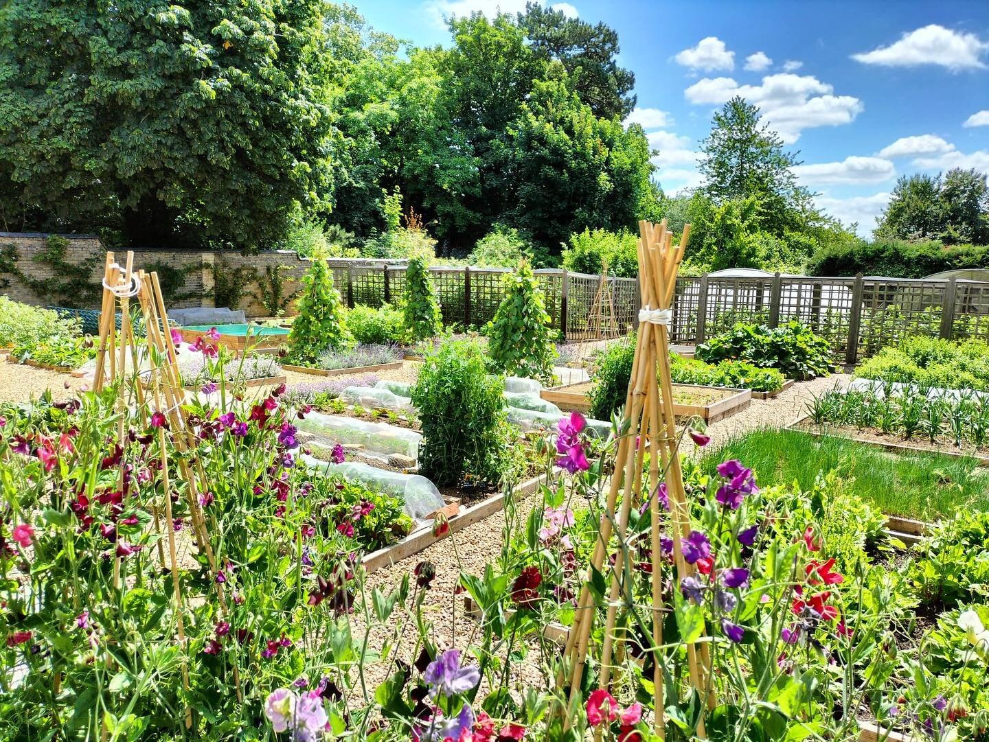 In a heatwave, escaping to a shady spot in the garden is the ticket. Luxury Group client Hambleton Hall has a terrific kitchen garden just beyond the tennis court. There is plenty of shade and a delicious scent on the breeze.