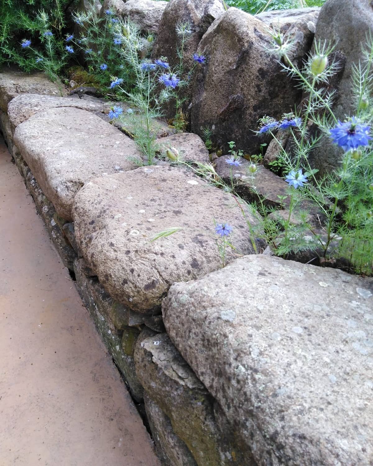 A primavera i giardinieri hanno poco tempo per sedersi e le piante prendono il loro posto!

#nigelladamascena #lucca #naturalgarden #aiuolavivace #instagardeners #instagardenlovers #panca #ilgiardinovivace #pietra #stone #giardino #garden #jardin #pa