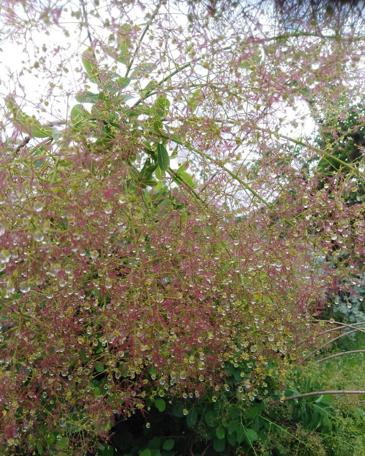 Piove e il Cotinus si  copre di una parure di perle d'acqua.

#cotinuscoggygria #cotinus #lucca #aiuolavivace #instagardeners #instagardenlovers #gardendesign #horticulture #jardin #giardino #garden #siepe #fogliame #acqua #perle #parure