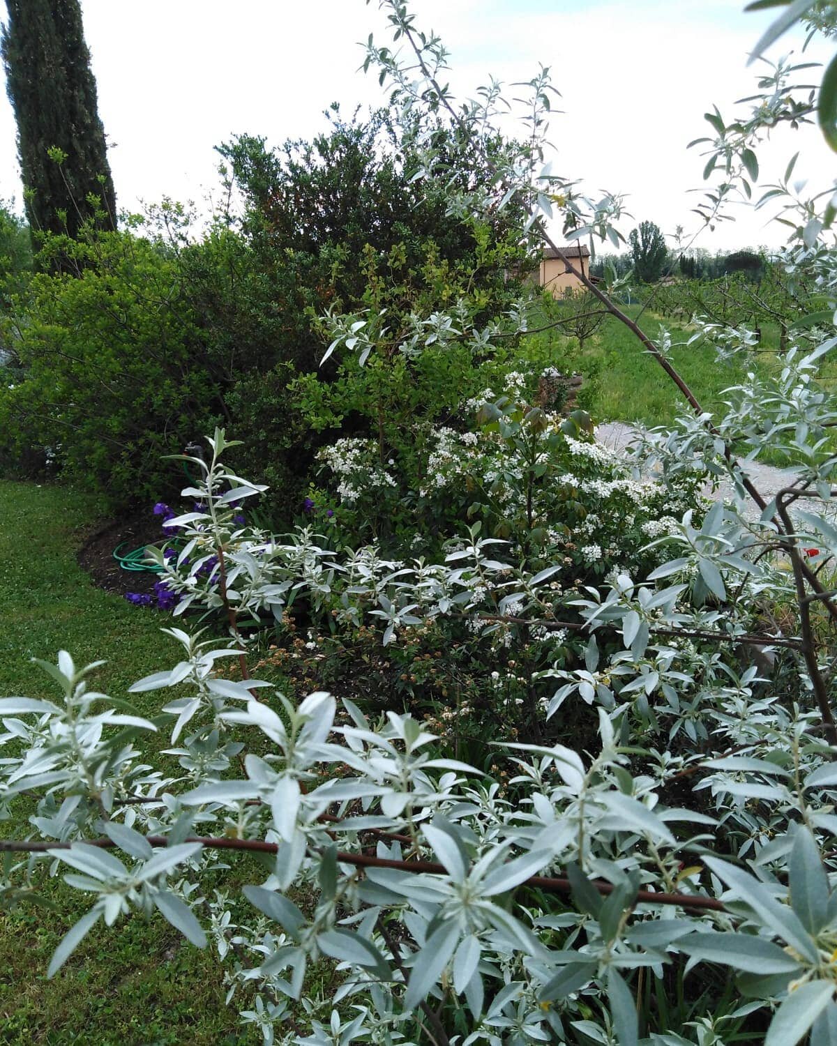 Nella siepe di casa l'Elaeagnus angustifolia 'Quick Silver' &egrave; sempre molto luminoso con il suo bellissimo fogliame argentato.

#elaeagnus #elaeagnusangustifolia #giardino #jardin #garden #lucca #aiuolavivace #instagardeners #instagardenlovers 